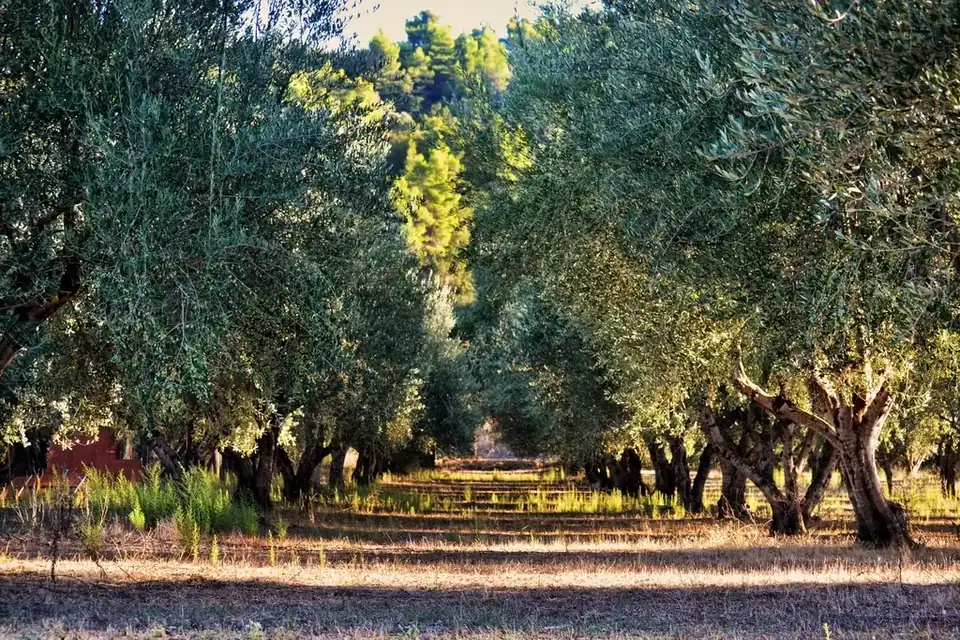 Why Source Your Olive Oil From Andalusia