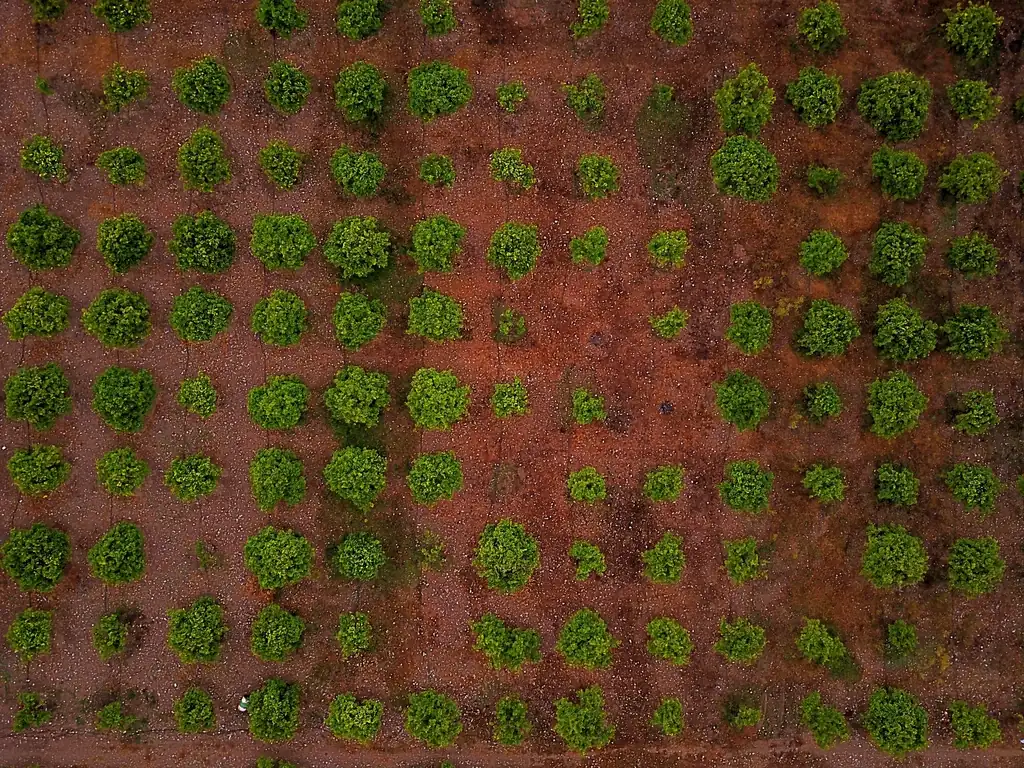 How to Start an Olive Oil Business (2026 Guide)